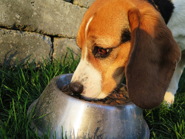 Správne kŕmenie psov – ako na to?